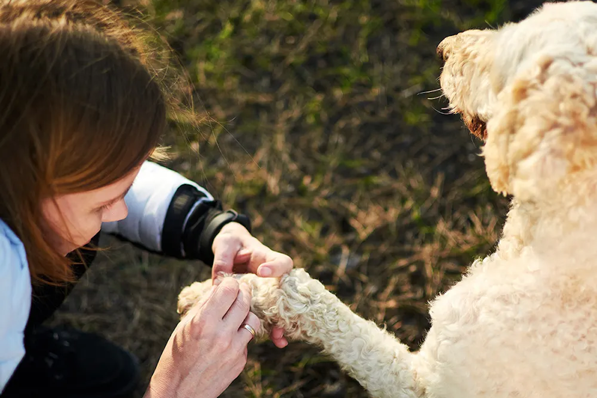 Person looking at a dog's fur