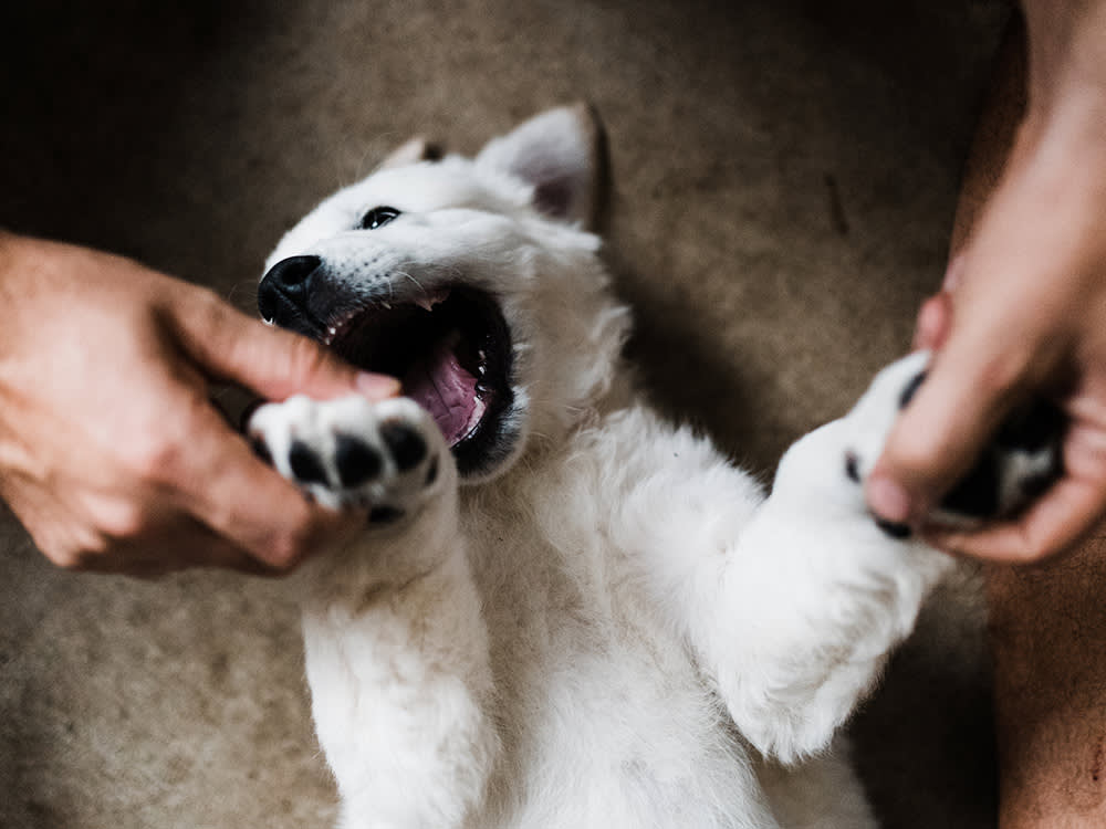 Golden retriever puppy upside down playing with a mans hands and attempting to play bite.
