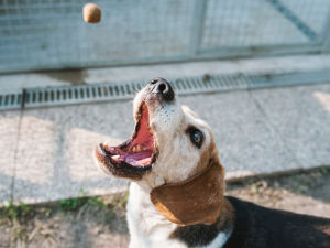Beagle dog catching a small dog treat