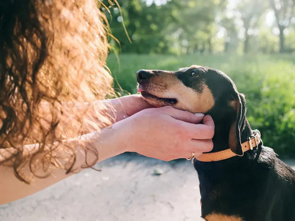 A brown-and-black dog looks up at the woman petting them in a garden.