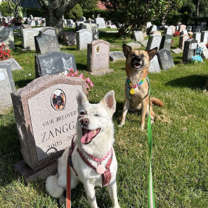 two dogs by a grave in a pet cemetery 