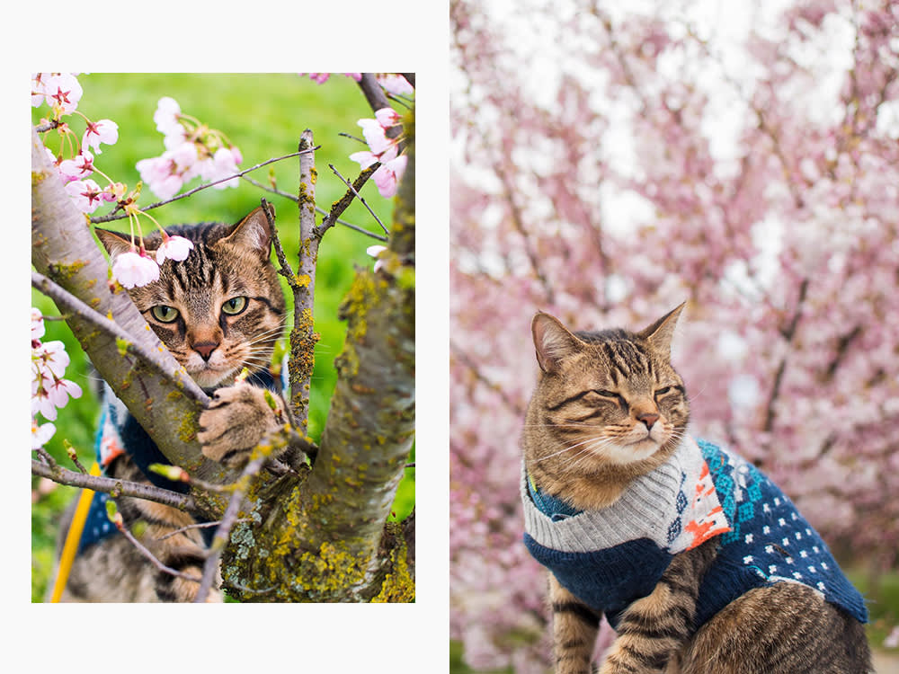 a cat in a tree; a cat in front of cherry blossoms