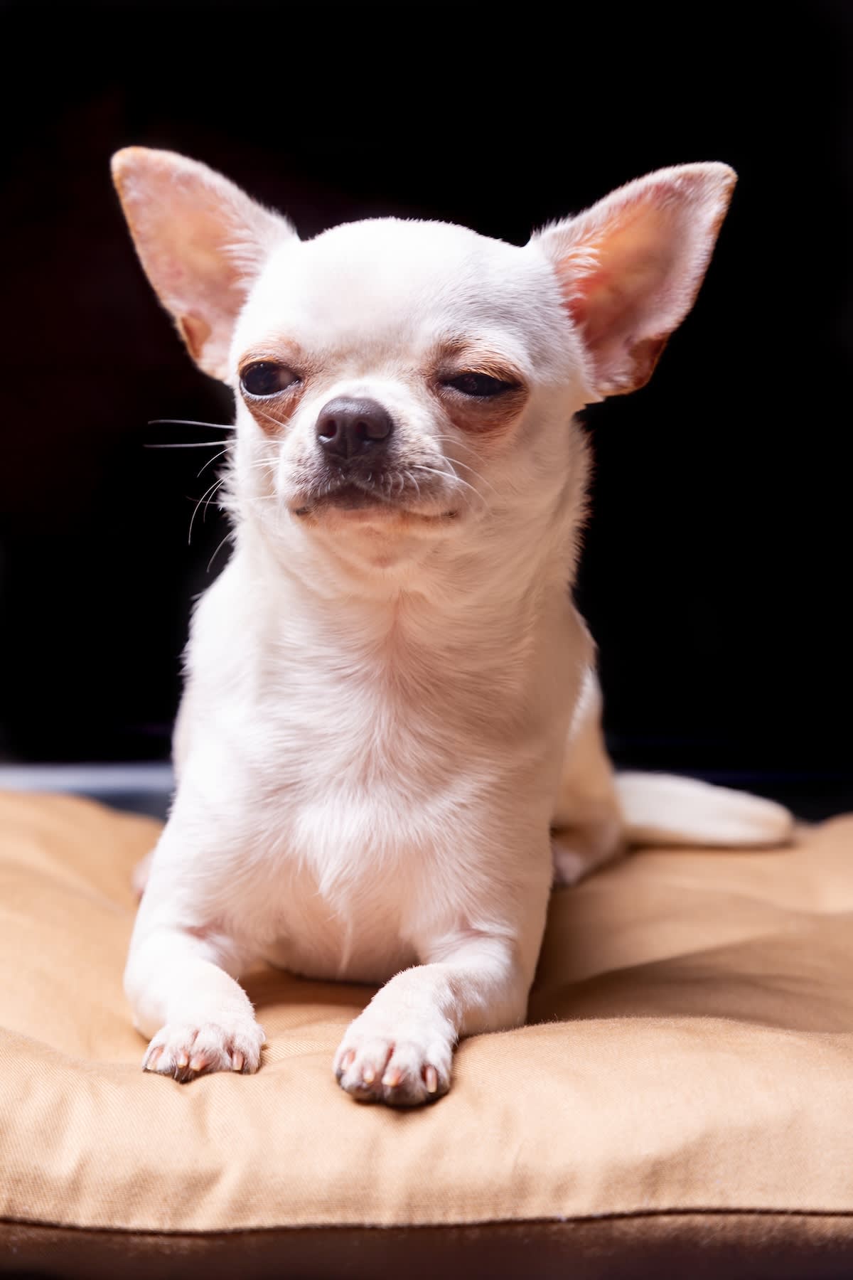 a picture of a white chihuahua sitting on a pillow and squinting in bright light
