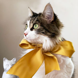 Coco the cat wearing a large yellow ribbon
