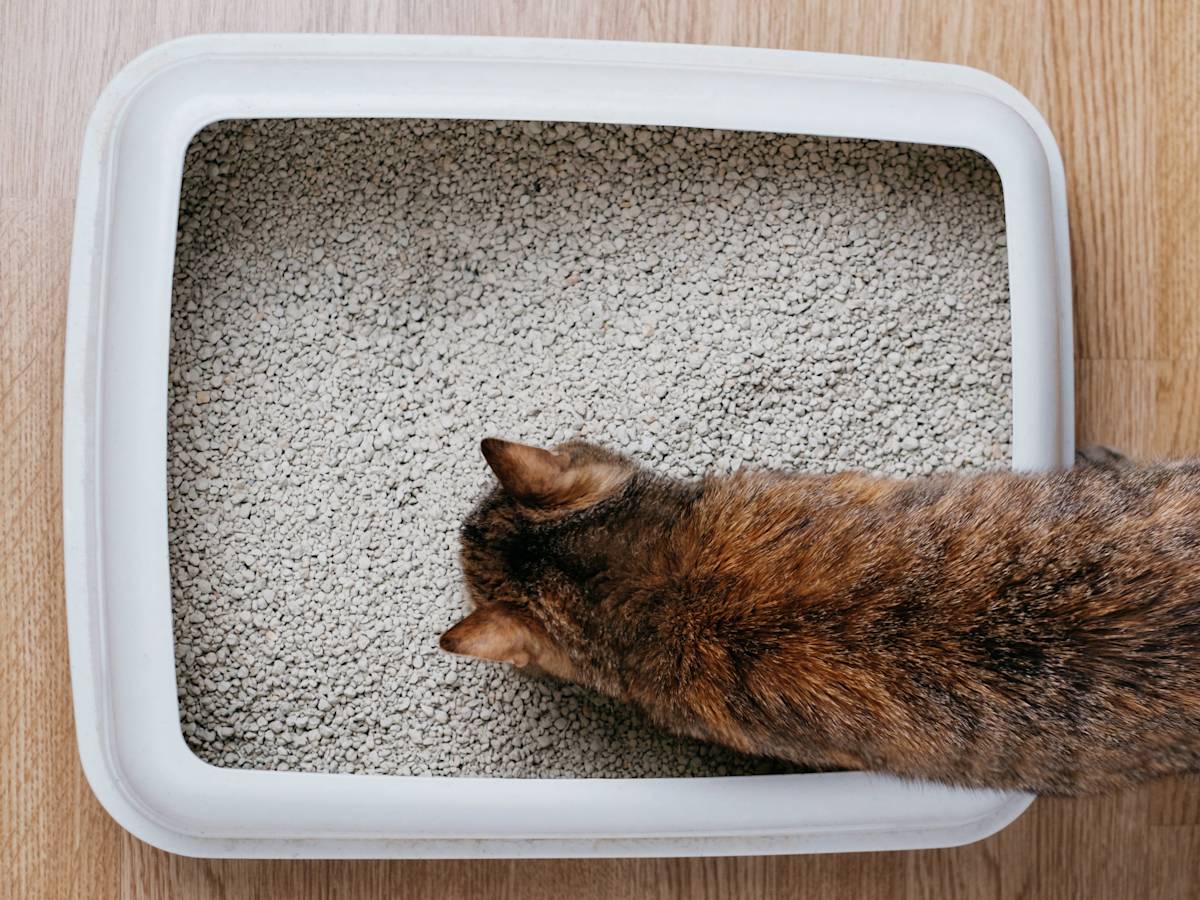 Birds Eye view of a cat on the edge of a litter tray