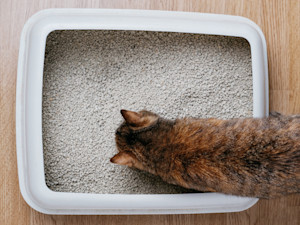 Birds Eye view of a cat on the edge of a litter tray