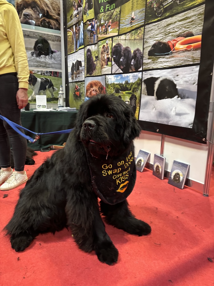 newfoundland crufts
