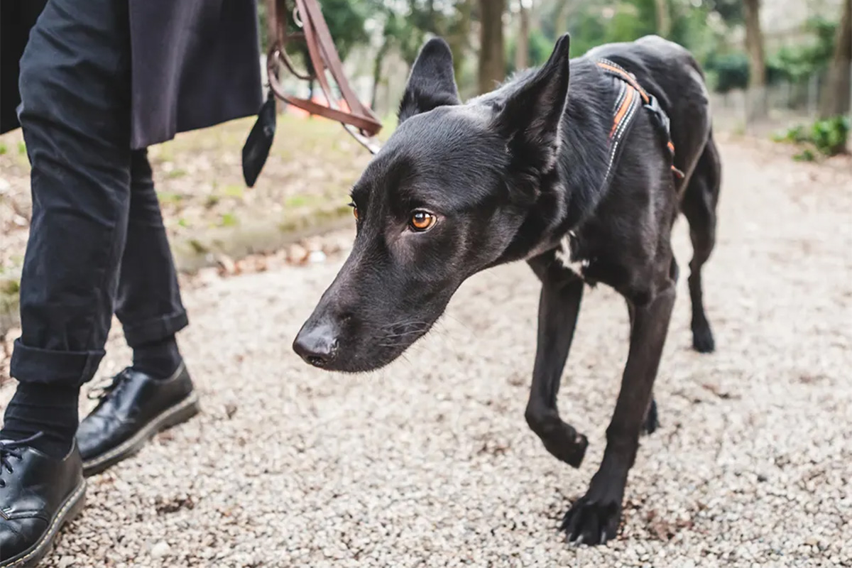 a black dog with head down being walked 