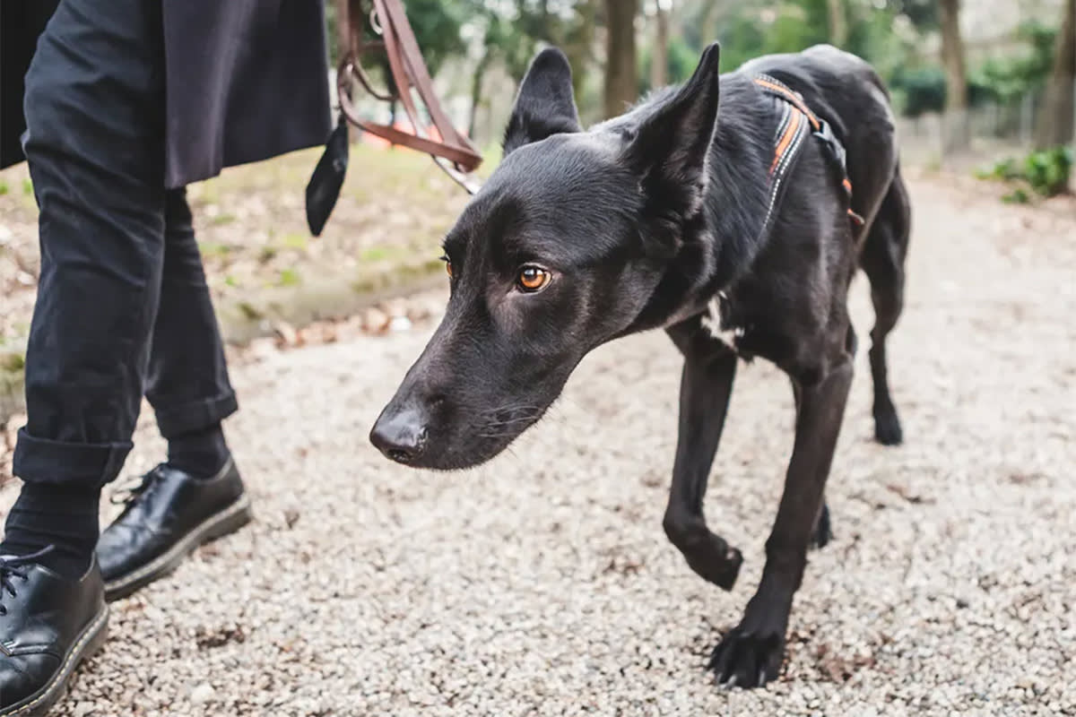 a black dog with head down being walked