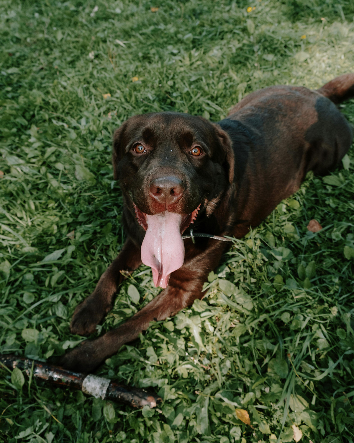 dog panting with tongue out