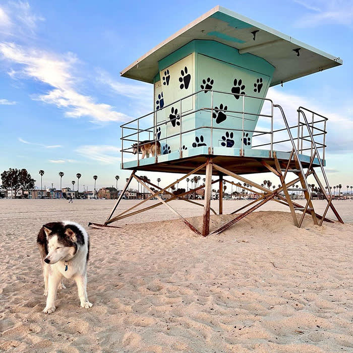 rosie's dog beach