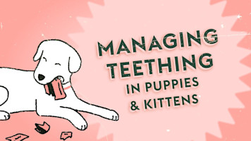 Understanding Puppy & Kitten Teething · Vet Tips