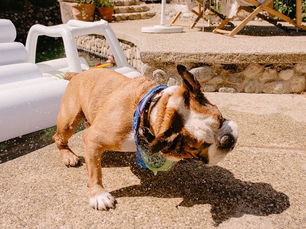 a small dog shakes off water
