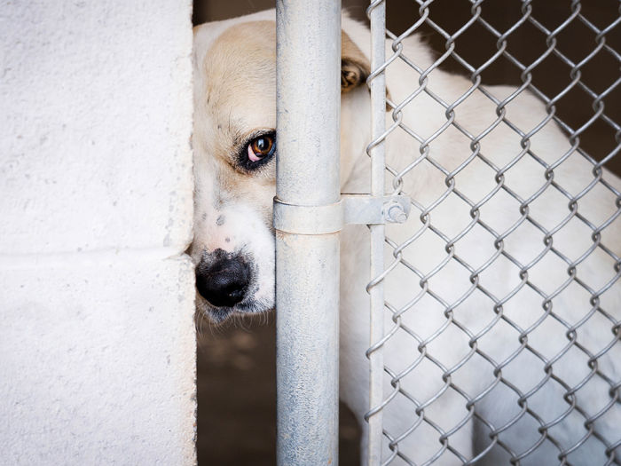 A sad looking dog in a shelter.