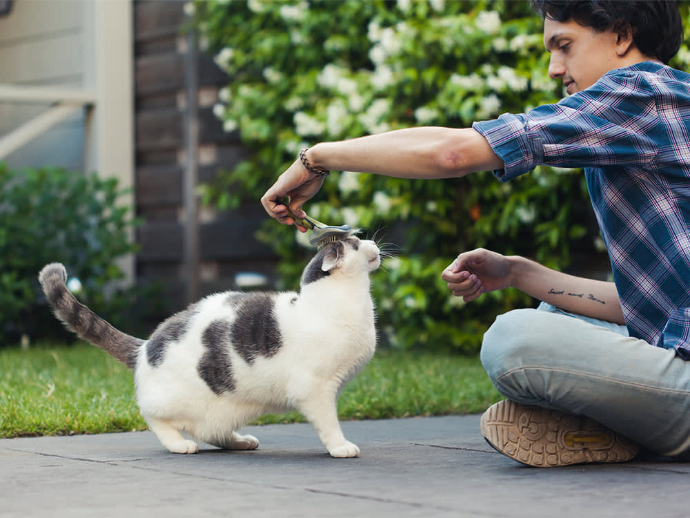 A man brushing his cat outside. 