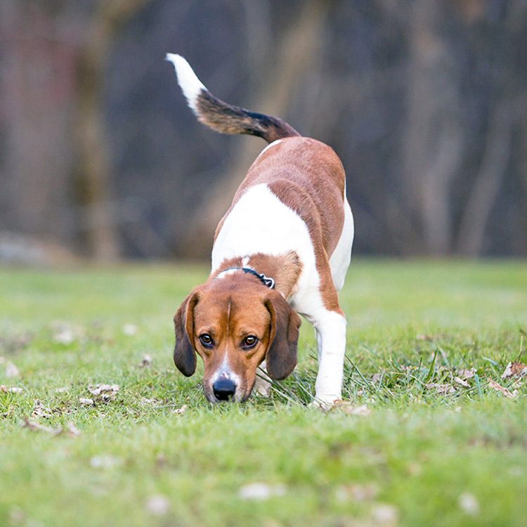 Beagle dog sniffing the grass outside.