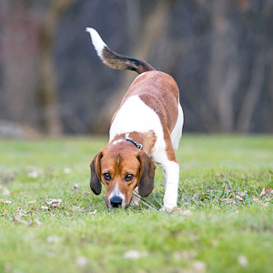 Beagle dog sniffing the grass outside.