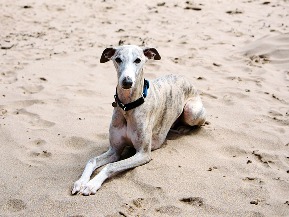 Whippet lying on sand