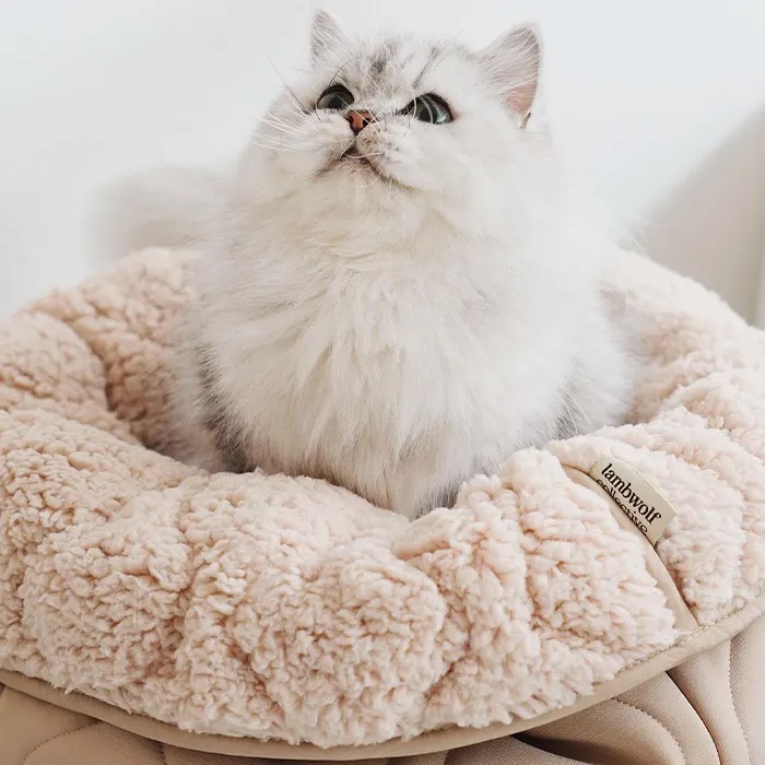 a cat on a Lambwolf collective bed