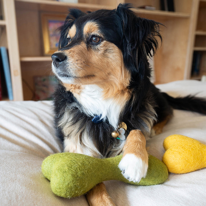a small dog wears a Modern Beast bandana