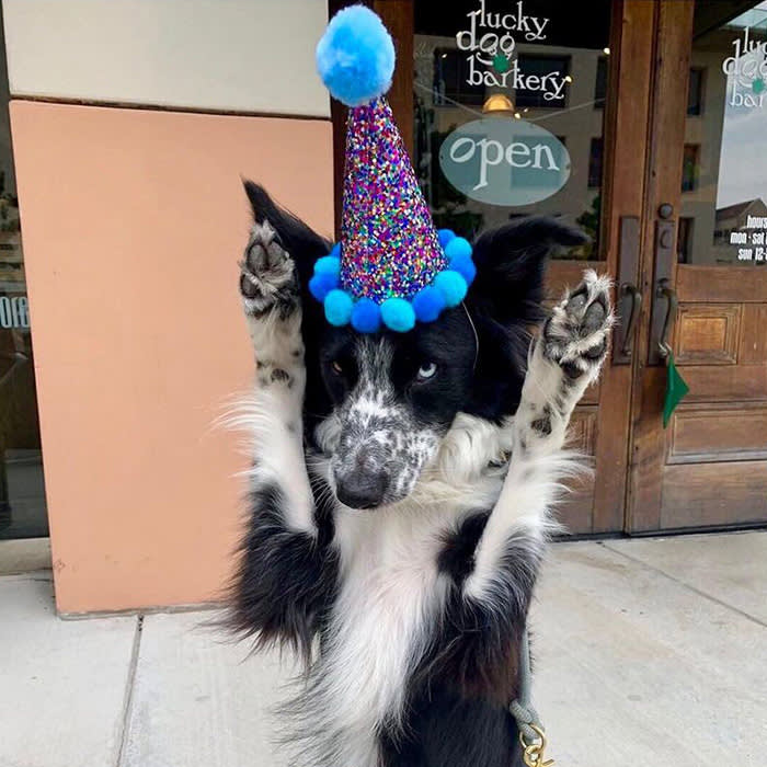 a black and white dog outside lucky dog barkery