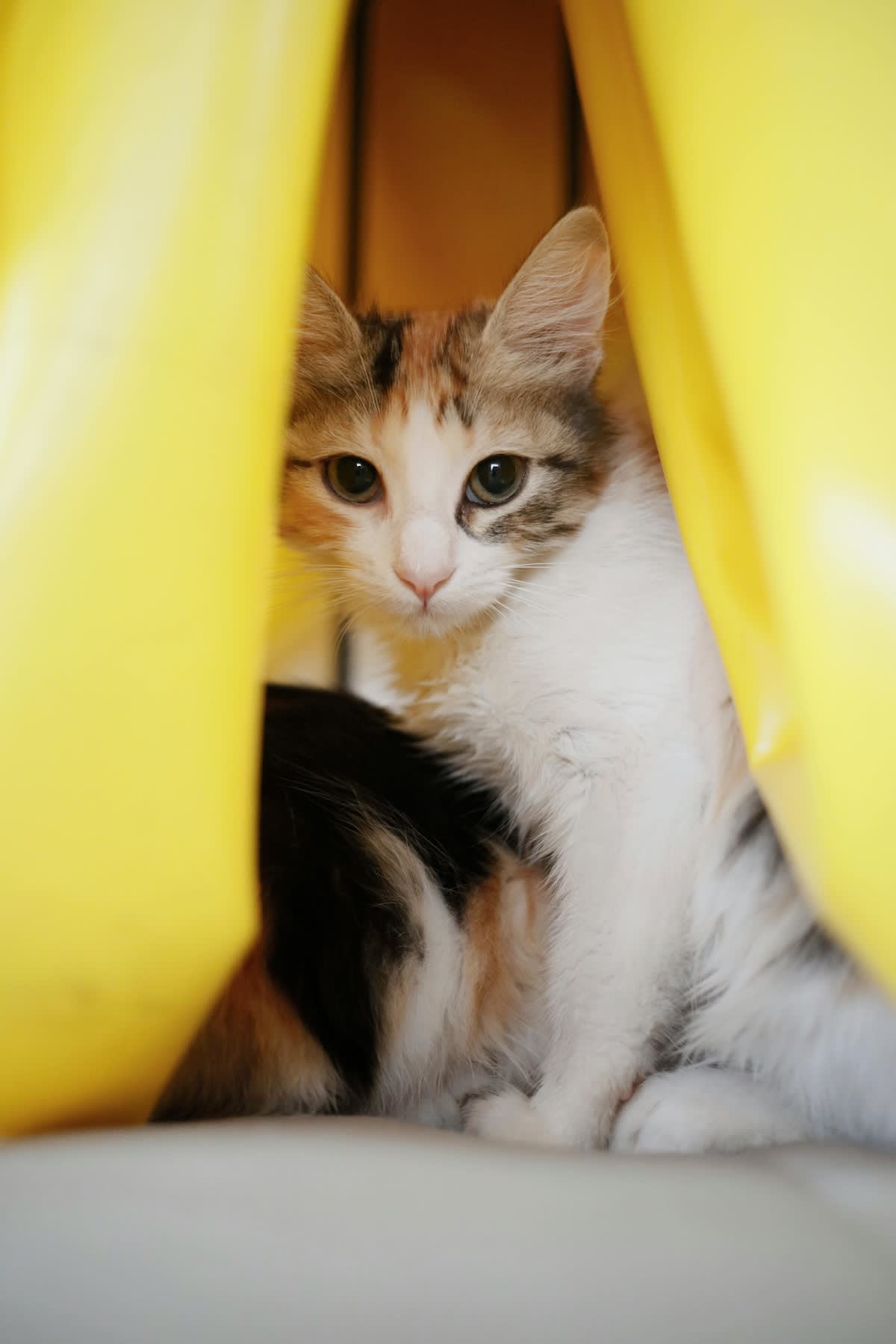 a picture of a young calico cat looking out from a yellow hiding place