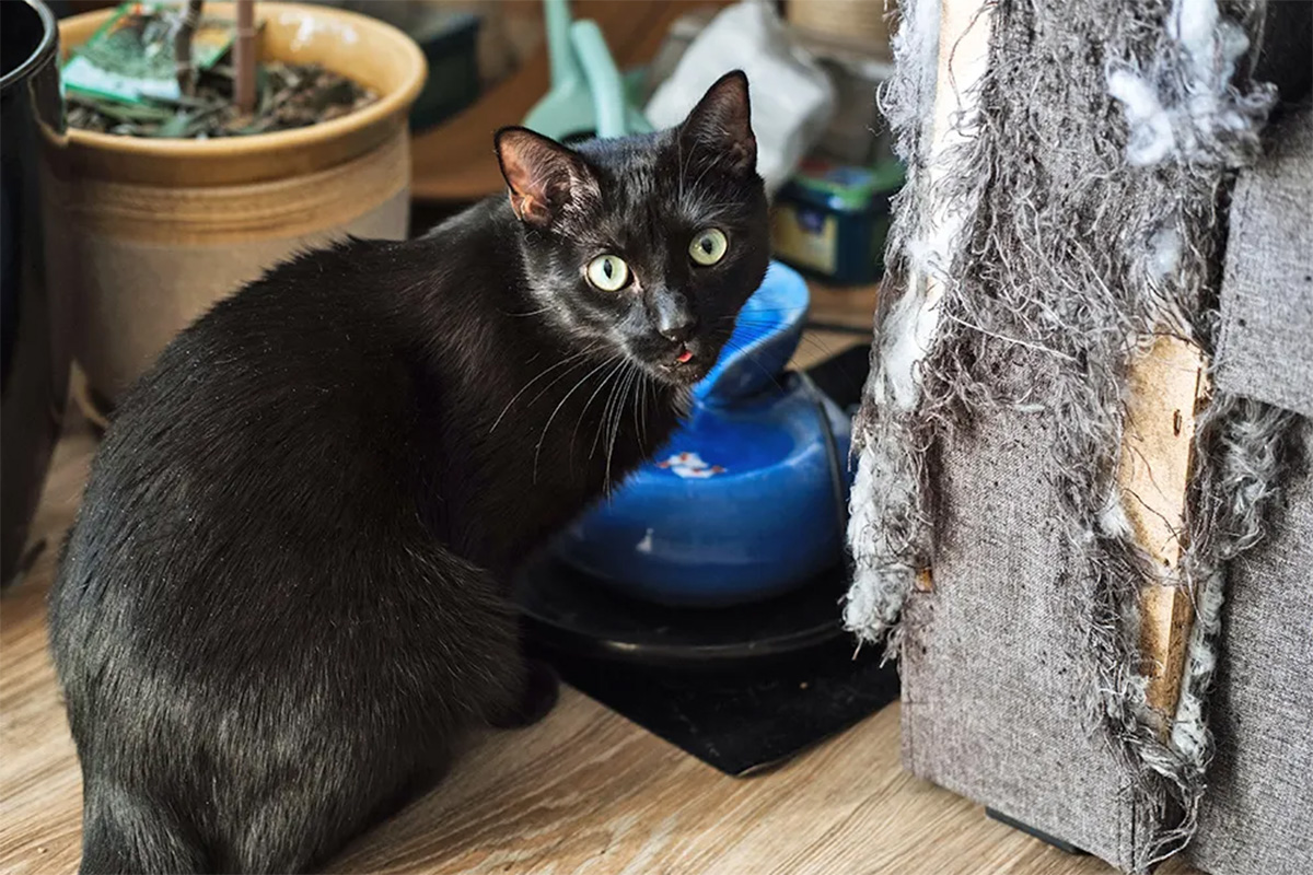 Cat scratching couch