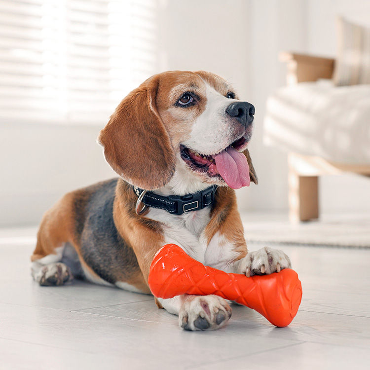 Cute Beagle dog playing with a rubber toy.