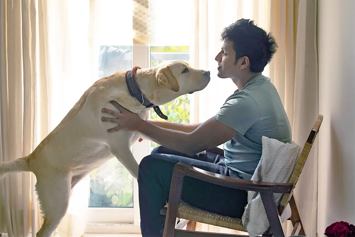 Dog leaning toward person