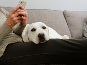 Dog on a person's lap