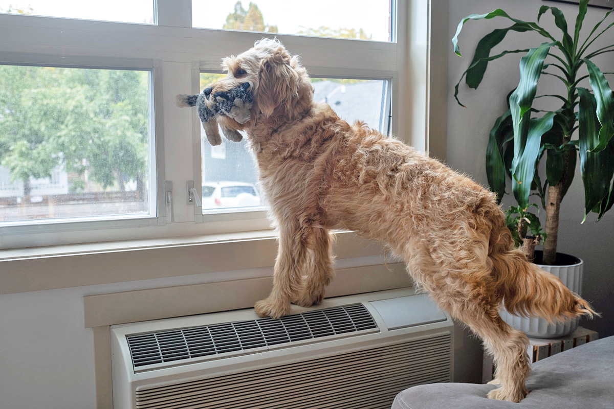 Dog looking out a window