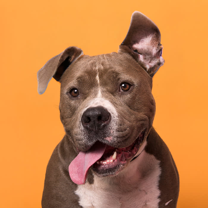 a brown and white dog with uncropped ears