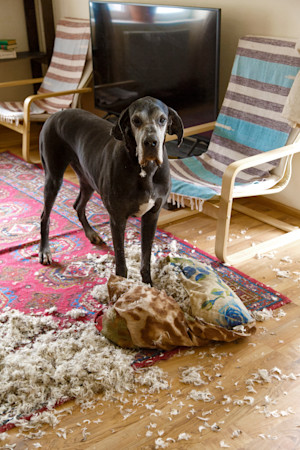 Funny Great Dane dog making a mess at home.
