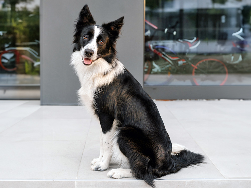 Border Collie 