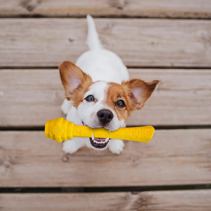 the dog with a yellow toy