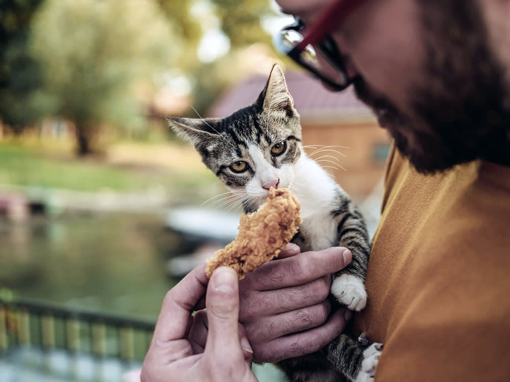 Man feeding small white and gray cat a chicken wing.