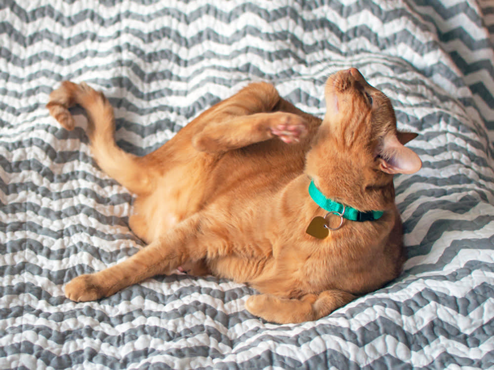 Orange cat scratching itself in bed.