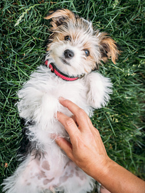 Small dog showing its belly outside in the grass.