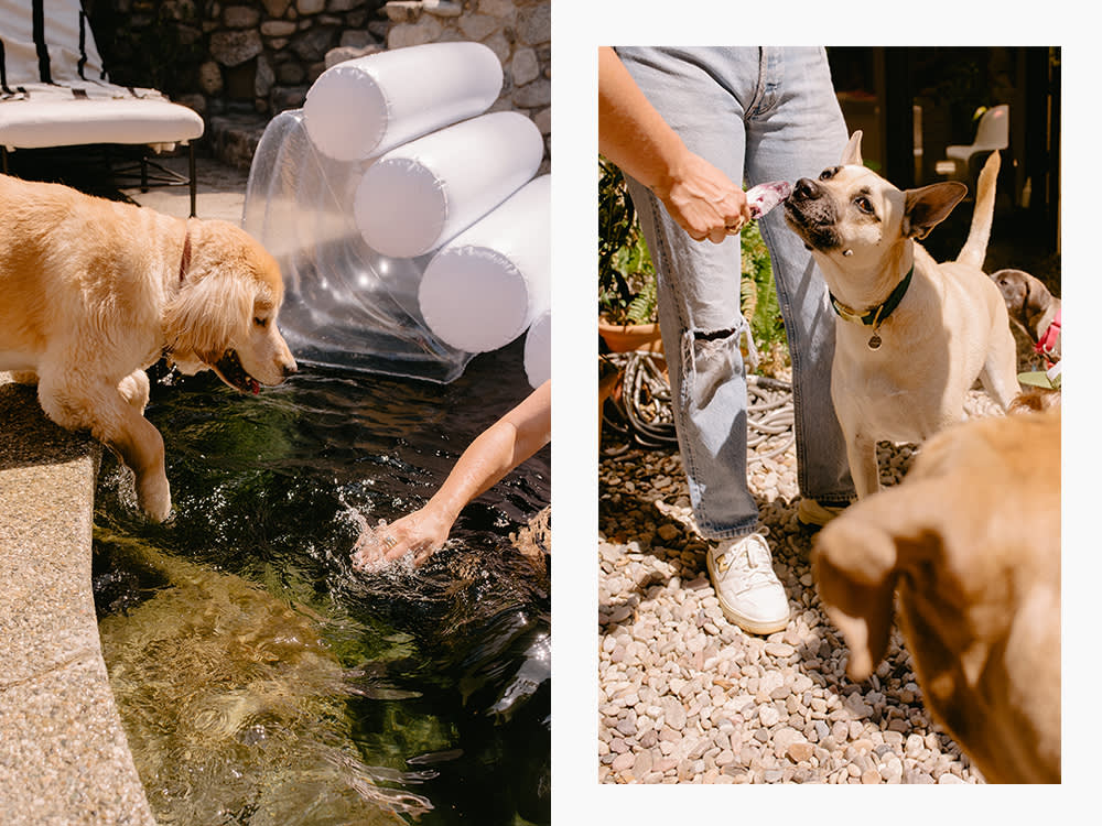 people and dogs lounging in a pool