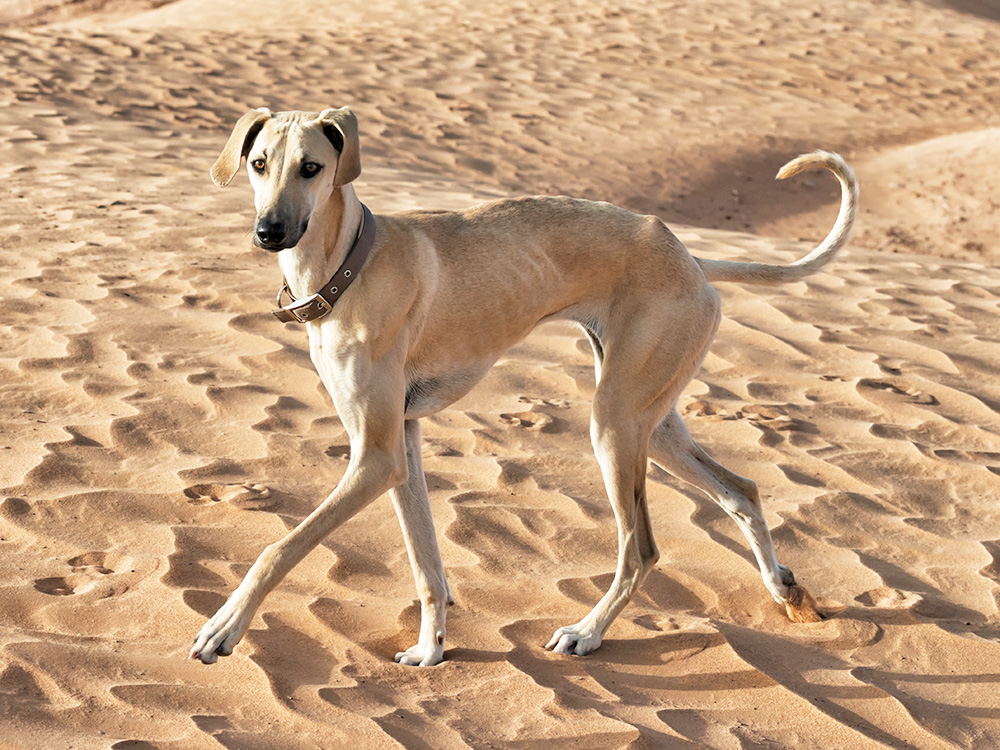 A tall, skinny dog walks across sand.