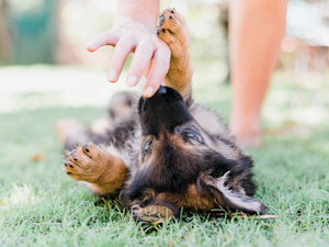 Cute German Shepherd puppy nipping someone's hand outside.