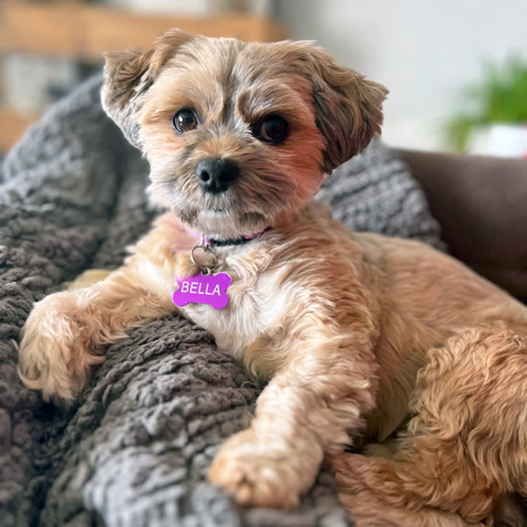 dog with Bella collar
