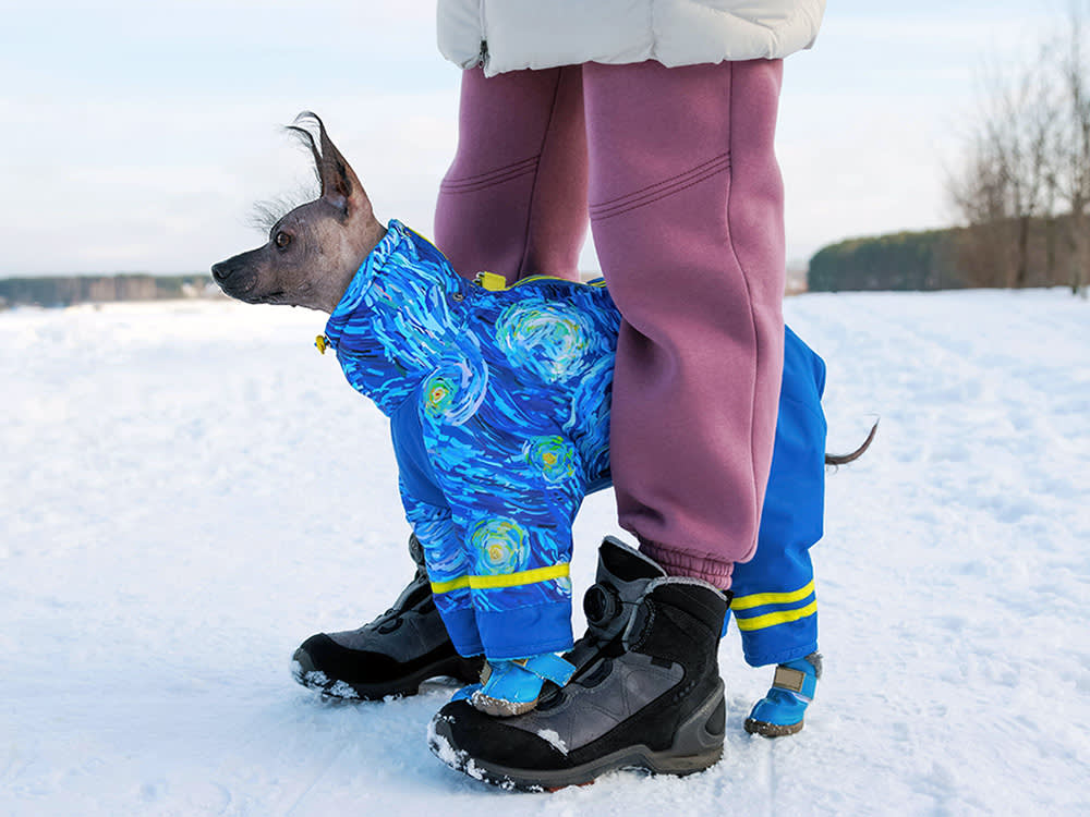  Xoloitzcuintli dog wearing coat in the snow.
