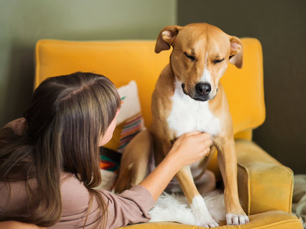 A pet parent checks their dog's stomach.