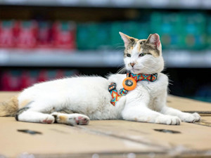 Cat hanging out at a Lowe's department store.