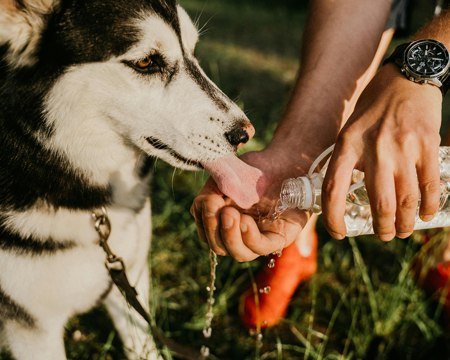 husky drinking water out of owner's hands 