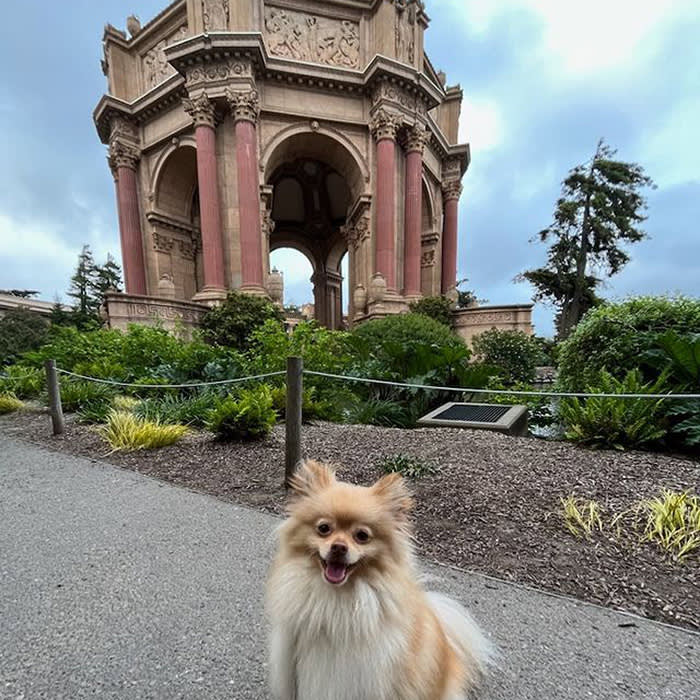 a small dog at the Palace of Fine Arts