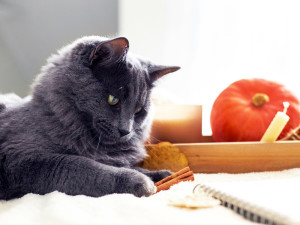 A cute gray cat lies next to candles and cinnamon sticks on a beige bedspread.