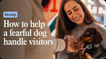 Is Your Dog Scared of Visitors? Try These 4 Tips