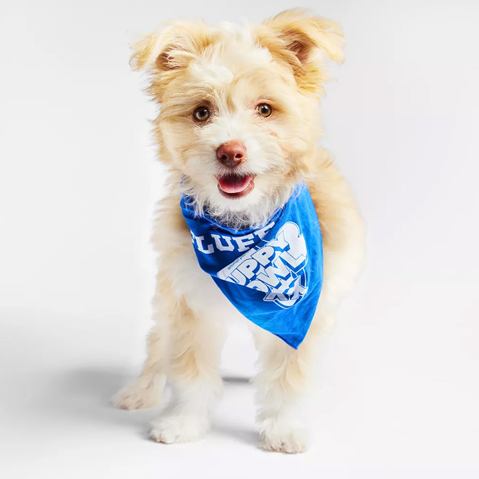 a small white and yellow dog